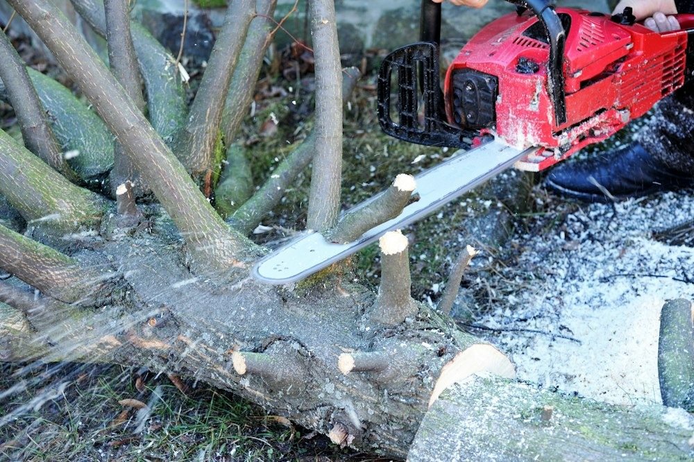 A chainsaw cutting through a tree trunk, sawdust spraying