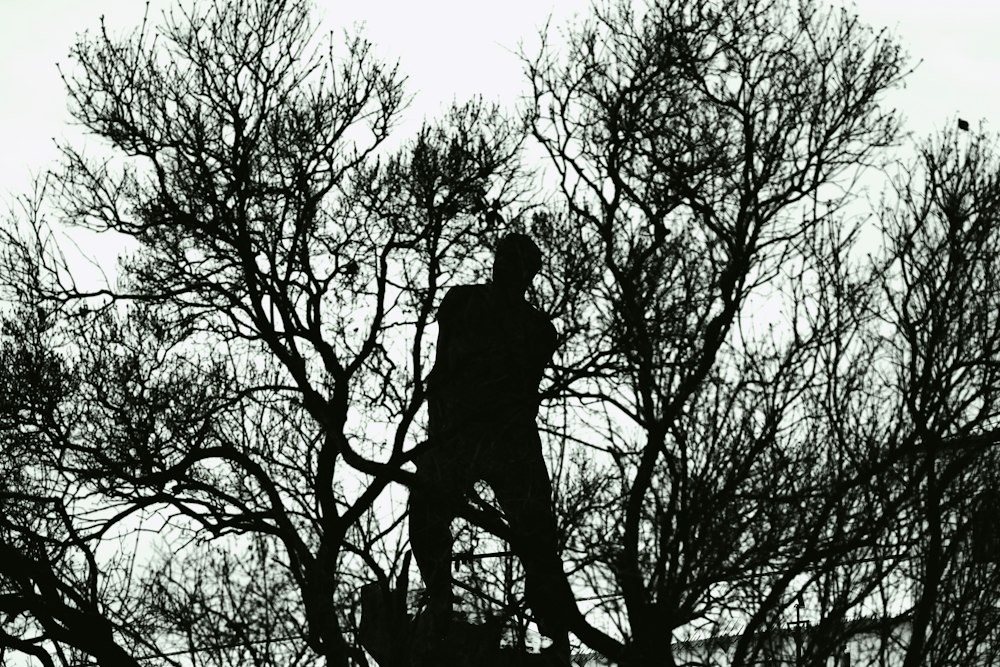 A climber roped into the spreading crown of a mature oak