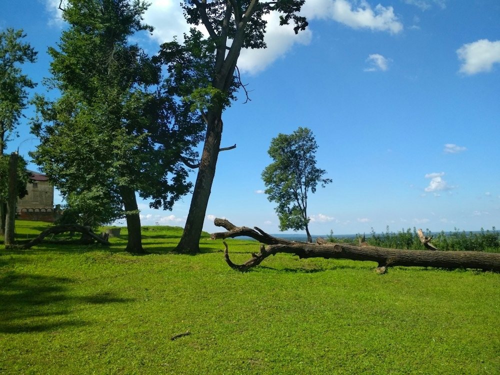 A fallen tree trunk lying across a lawn at the edge of the woods after a storm