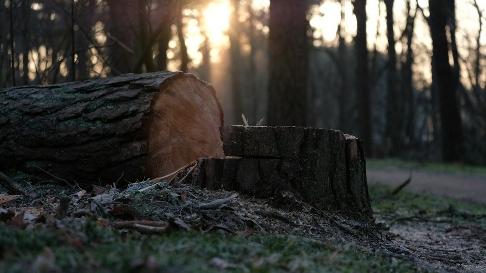 A cut, ringed cross-section of a tree trunk after a completed removal