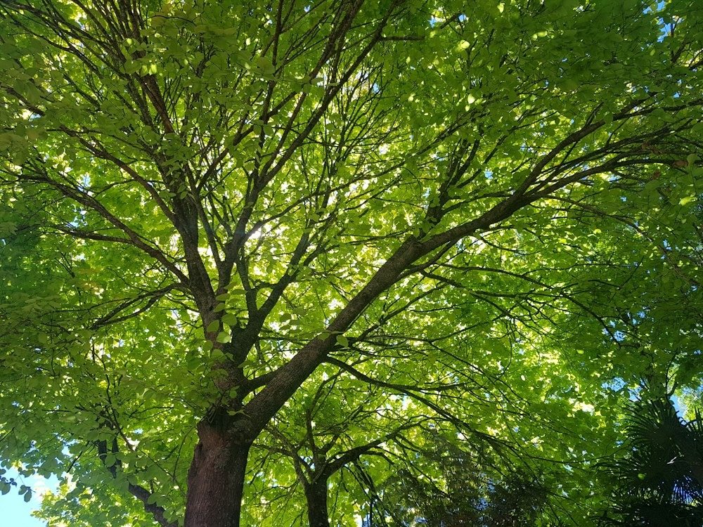 The spreading canopy of a mature oak viewed from below after pruning