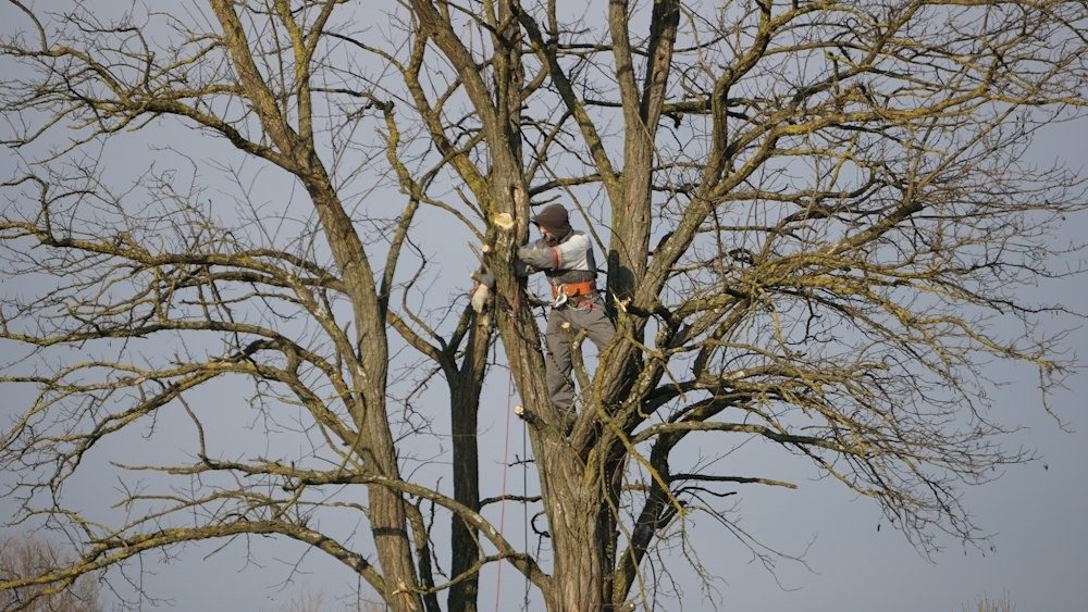 A roped-in climber sectioning a bare pine trunk against the sky, a cut piece swinging away on a rigging line