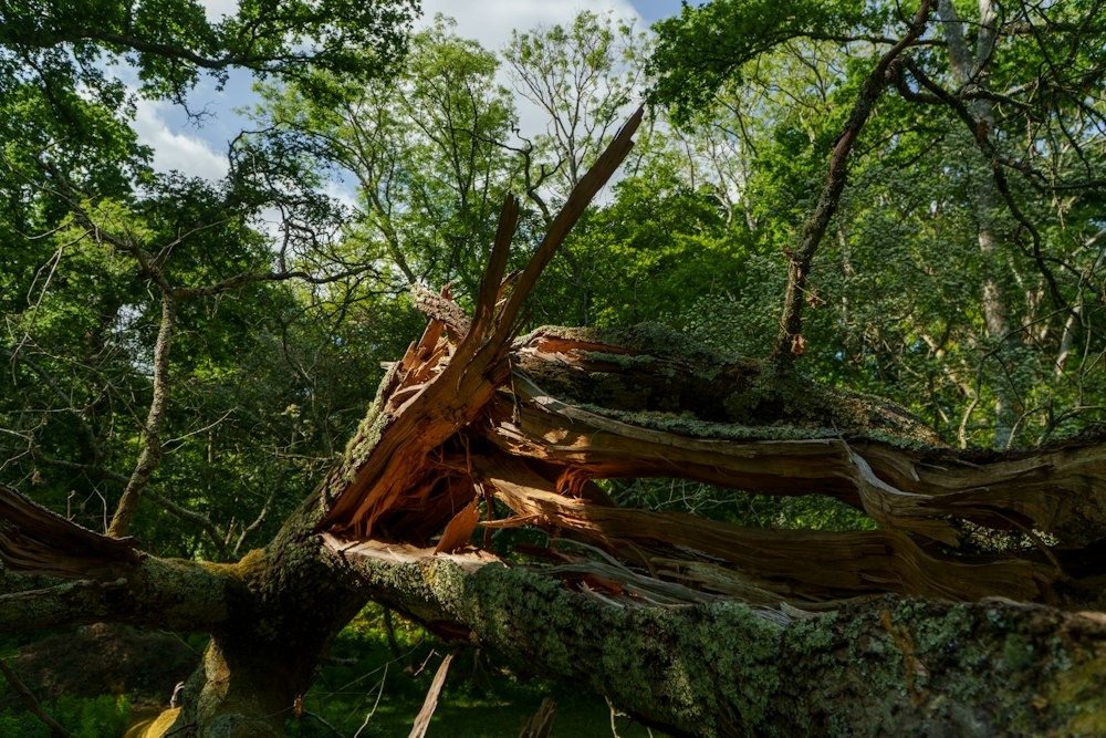 Storm-snapped pine trunks with their broken tops hanging against the sky