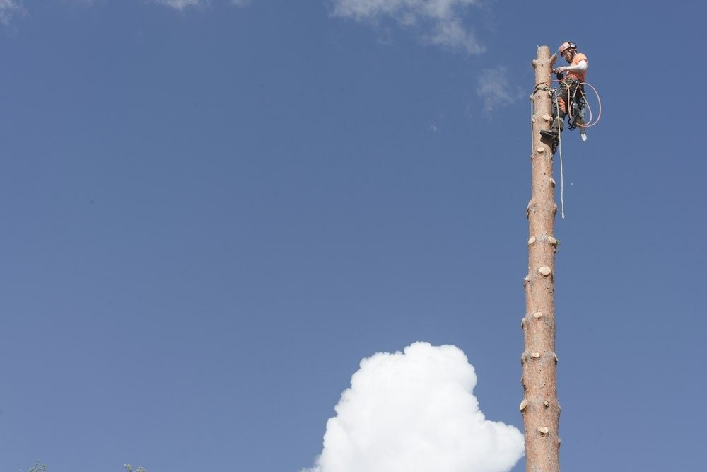 A climber cutting the top off a trunk, sawdust spraying from the saw