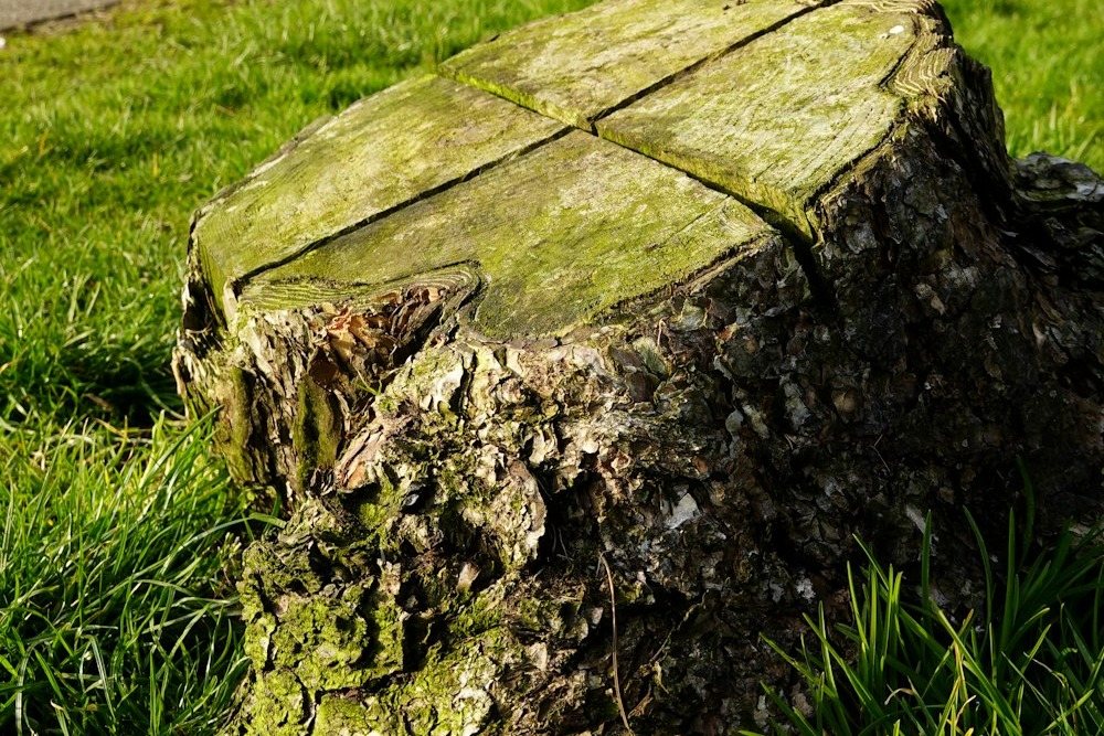 A wide cut stump left in a mowed lawn, before grinding
